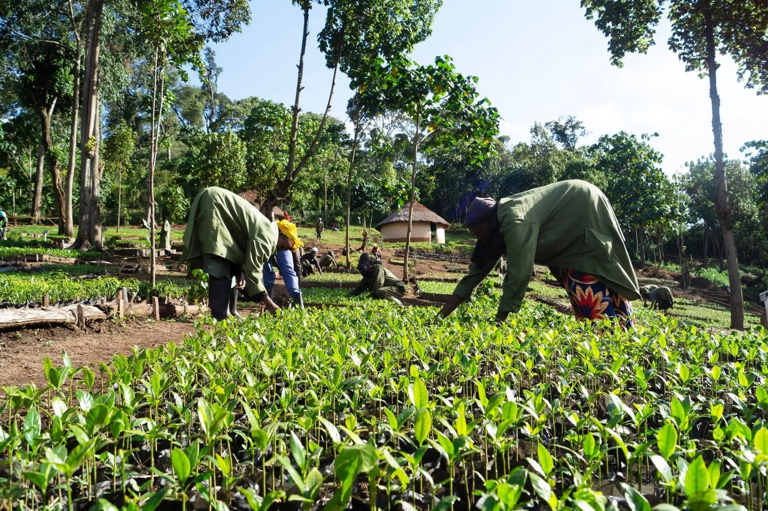 Nos-projets-de-reforestations-avec-Ecologi Survie Shop